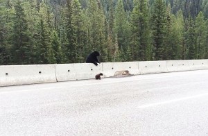Αρκούδα σώζει το μικρό της από την Εθνική Οδό!