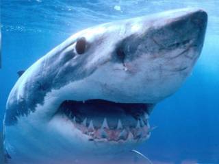 Έπιασαν καρχαρία στην Τήνο!! (Φώτο)