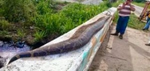 Μεξικό: Σκότωσαν φίδι-τέρας μήκους 7,5 μέτρων! [Βίντεο]