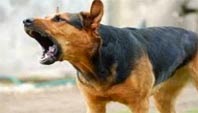 ΕΠΙΒΙΩΣΗ: Πώς να αποφύγετε το δάγκωμα του σκύλου