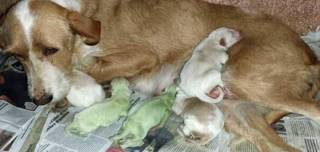 Ισπανία: Σκυλίτσα γέννησε δύο πράσινα κουτάβια! (vid)
