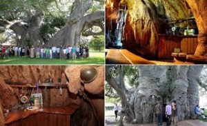 Το μυθικό δέντρο ηλικίας 6000 ετών που κρύβει μέσα του ένα ... [εικόνες]
