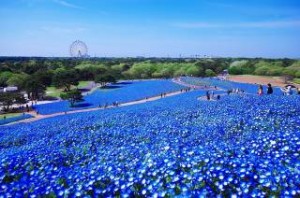 Τα μαγευτικά γαλάζια λιβάδια της Ιαπωνίας (εικονες)
