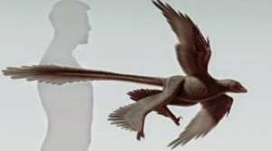 Κίνα: Ανακαλύφθηκε φτερωτός δεινόσαυρος ηλικίας 125 εκατομμυρίων ετών!