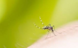 Κουνούπια τέλος: Τι να ΜΗΝ τρώτε για να μη σας τσιμπάνε.. (εικονες)