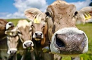 Οι αγελάδες «στερούν τροφή από τους ανθρώπους»