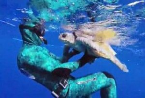 Δύτης σώζει θαλάσσια χελώνα και αυτή τον ευχαριστεί με ένα μοναδικό τρόπο! [Βίντεο]
