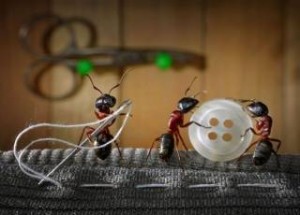 Απίστευτες φωτογραφίες από τον κόσμο των μυρμηγκιών