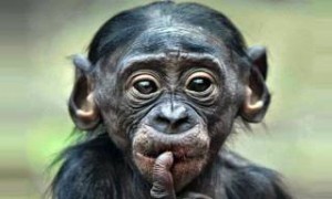 Αποκωδικοποιήθηκε η γλώσσα των χιμπατζήδων