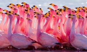 Γιατί τα φλαμίνγκο είναι ροζ; Αναζητώντας τις ρίζες των υπέροχων αποχρώσεων
