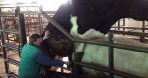 Βίντεο ΣΟΚ – δείτε πως παίρνουν ούρα και σπερμα ταύρου και φτιάχνουν γνωστά αναψυκτικά...