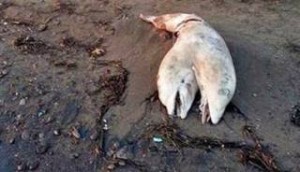 Δελφίνι με δύο κεφάλια ξεβράστηκε σε παραλία της Σμύρνης