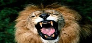 Περού: Λιοντάρι του τσίρκου επιτίθεται σε δασκάλα! [βίντεο]