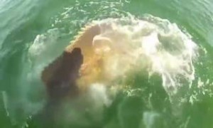 Χαμός στο YouTube!!! Θαλάσσιο τέρας καταπίνει ολόκληρο καρχαρία… 
