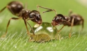 Μπορούν τα μυρμήγκια να μας σώσουν από την κλιματική αλλαγή;