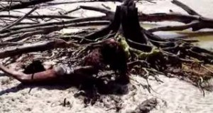 Νεκρή γοργόνα καταγράφεται από θαλάσσιο βιολόγο…Πανικός στο youtube με το βίντεο!