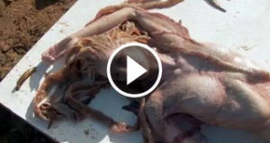Νεκρή γοργόνα καταγράφεται από θαλάσσιο βιολόγο…Πανικός στο youtube με το βίντεο 