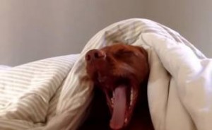 Υπναράς σκύλος απεχθάνεται το ξυπνητήρι...(video)