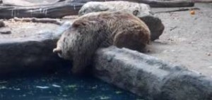 Αρκούδα σώζει κοράκι από πνιγμό σε ζωολογικό κήπο!
