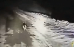 Ένας αστυνομικός είδε ένα σκυλί στη μέση του πουθενά και το ακολούθησε... Δείτε που τον οδήγησε ... (vid)