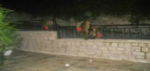 Μέτσοβο: Αρκουδάκια μπαίνουν στις αυλές των σπιτιών για να φάνε (φοβερές εικόνες)
