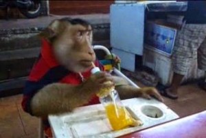 ΠΡΩΤΟΣ ΜΑΓΚΑΣ ο πίθηκος: Αράζει και πίνει αναψυκτικό σε ταβέρνα...