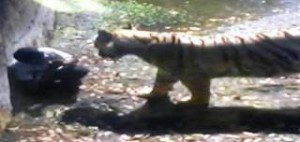 Τίγρης κατασπάραξε νεαρό στο Νέο Δελχί - Η στιγμή της φρίκης καταγράφηκε σε βίντεο