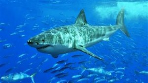 Γιατί οι καρχαρίες προτιμούν να... «τρώνε» άνδρες