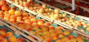 Φρούτα, ιχθυοκαλλιέργειες και μεταφορικές εταιρείες υπέστησαν τεράστιο πλήγμα από το ρωσικό εμπάργκο
