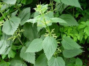 Η «σεμνή» τσουκνίδα :Το φυτό με τις 60 διαφορετικές θεραπείες!!! 