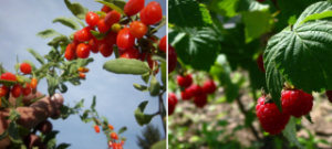 Γκότζι μπέρι και σμέουρο -Τι είναι αυτά τα «κόκκινα φυτά» που θεωρούνται καλλιέργειες με μέλλον και δίνουν έως και 2.500 ευρώ το στρέμμα [εικόνες]