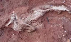 Νέο είδος δεινόσαυρου εντοπίστηκε στην Αφρική (Βίντεο)
