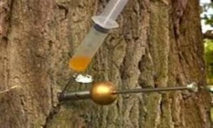 Ενέσεις… σκόρδου σώζουν άρρωστα δέντρα