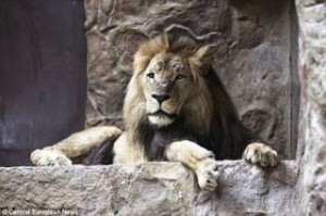 Πολωνία: Αρσενικό λιοντάρι σκοτώνει λέαινα μπροστά στα έντρομα μάτια εκατοντάδων επισκεπτών ζωολογικού κήπου
