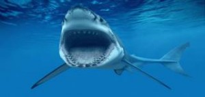 Καρχαρίας δάγκωσε 13χρονη στην Αυστραλία - Δείτε τις φωτογραφίες