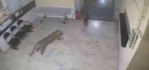 Μόνο στην Ινδία: Λεοπάρδαλη μπήκε σε νοσοκομείο και άρχισε να κυνηγάει σκύλο! [βίντεο]