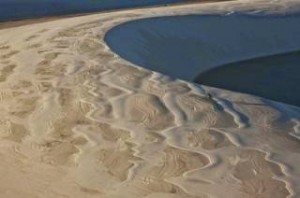 Εξαφανίζονται οι αμμόλοφοι: Το λαθρεμπόριο που καταστρέφει το περιβάλλον