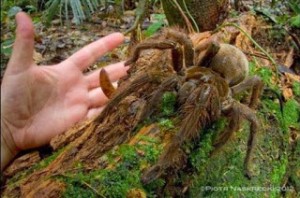 Γολιάθ: Η μεγαλύτερη αράχνη του κόσμου που μπήκε στα ρεκόρ Γκίνες για το μέγεθος της 
