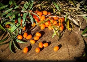 Ιπποφαές‬: Οι πορτοκαλί υπόστυφοι καρποί και τα φύλλα αυτού του αγκαθωτού θάμνου, που έχουν αποδειχτεί «διατροφικός δυναμίτης»
