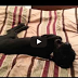 Το βίντεο που κάνει θραύση στο Youtube – Ο σκύλος που του λένε ξύπνα και απαντάει.... «όχι, όχι, όχι»