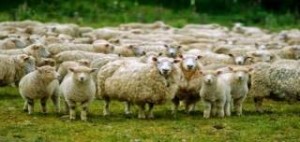Δημοπρατείται κοπάδι από πρόβατα και κατσίκες!