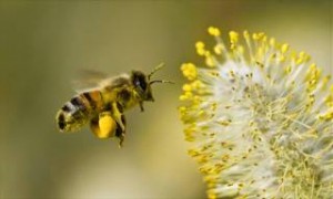 Η κλιματική αλλαγή αποσυντονίζει τις μέλισσες