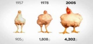 Τι μας δίνουν και τρώμε; - Η τρομακτική αλλαγή στα κοτόπουλα από το 1957 μέχρι σήμερα [βίντεο]