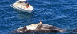 Απίστευτη τρέλα από Αυστραλό -Πήδηξε πάνω σε κουφάρι φάλαινας, ενώ τον τριγύριζαν καρχαρίες [εικόνες&βίντεο]
