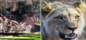 Ακτιβιστής κατασπαράχτηκε από λιοντάρια σε ζωολογικό κήπο! [σκληρές εικόνες]