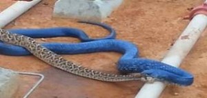 Φίδι «κανίβαλος» καταπίνει κροταλία - Δείτε τη ''μάχη'' τους [βίντεο]