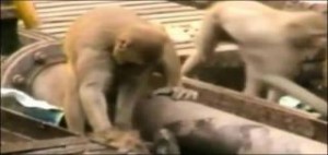 Μαϊμού προσφέρει τις πρώτες βοήθειες σε άλλη μαϊμού και της σώζει τη ζωή - Δείτε το βίντεο