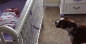 Η αντίδραση αυτού του Boxer στο νεογέννητο μωρό θα σας συγκινήσει (βίντεo)