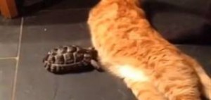Χελωνάκι δίνει κουτουλιές σε γάτο (vid)