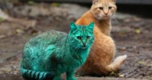 Απίστευτο κι όμως αληθινό: Δείτε την… πράσινη γάτα που κυκλοφορεί σε θέρετρο της Βουλγαρία